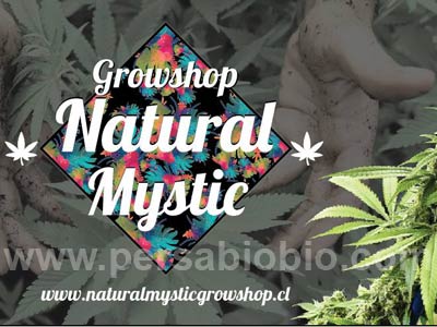 Local Growshop Natural Mystic del Persa Biobio